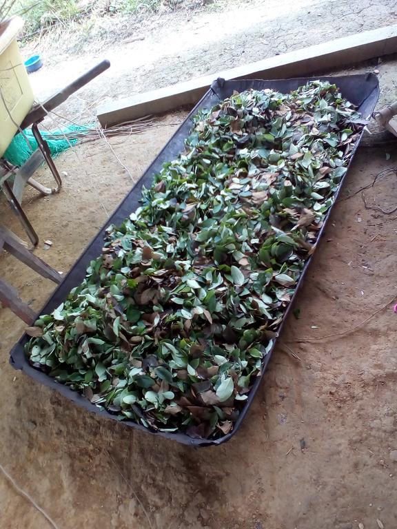 Xingu Camping Site レティシア エクステリア 写真