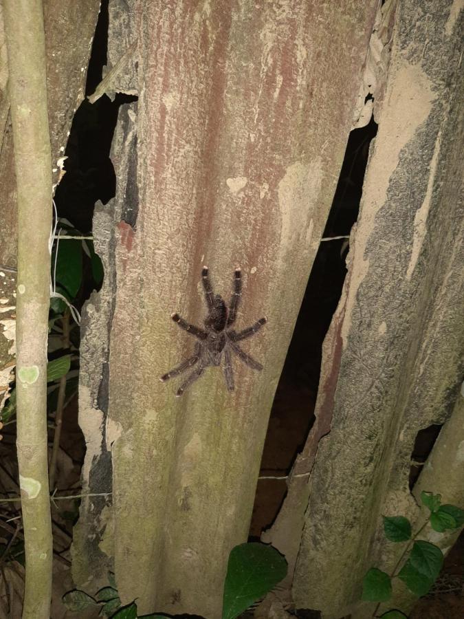 Xingu Camping Site レティシア エクステリア 写真